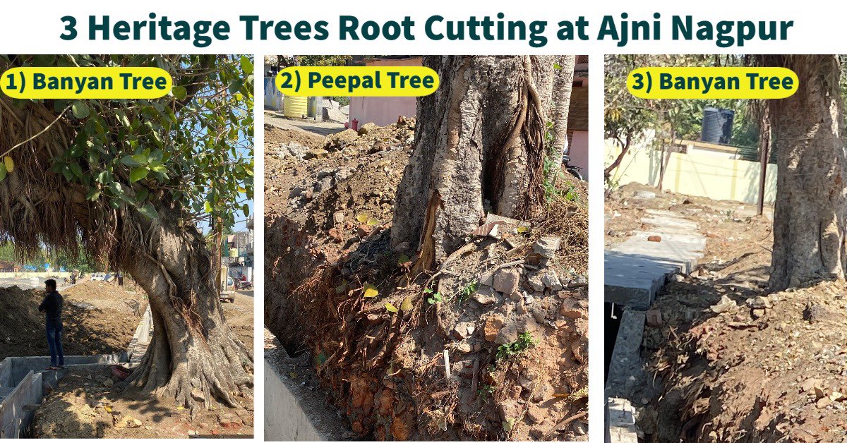 kunalmourya01's tweet photo. #3  
3 heritage trees damaged. 
Inspection done by NMC garden officials. 
60hrs completed but no FIR @radhakrishnan11 why sir? @AUThackeray https://t.co/KNWIARcPWu