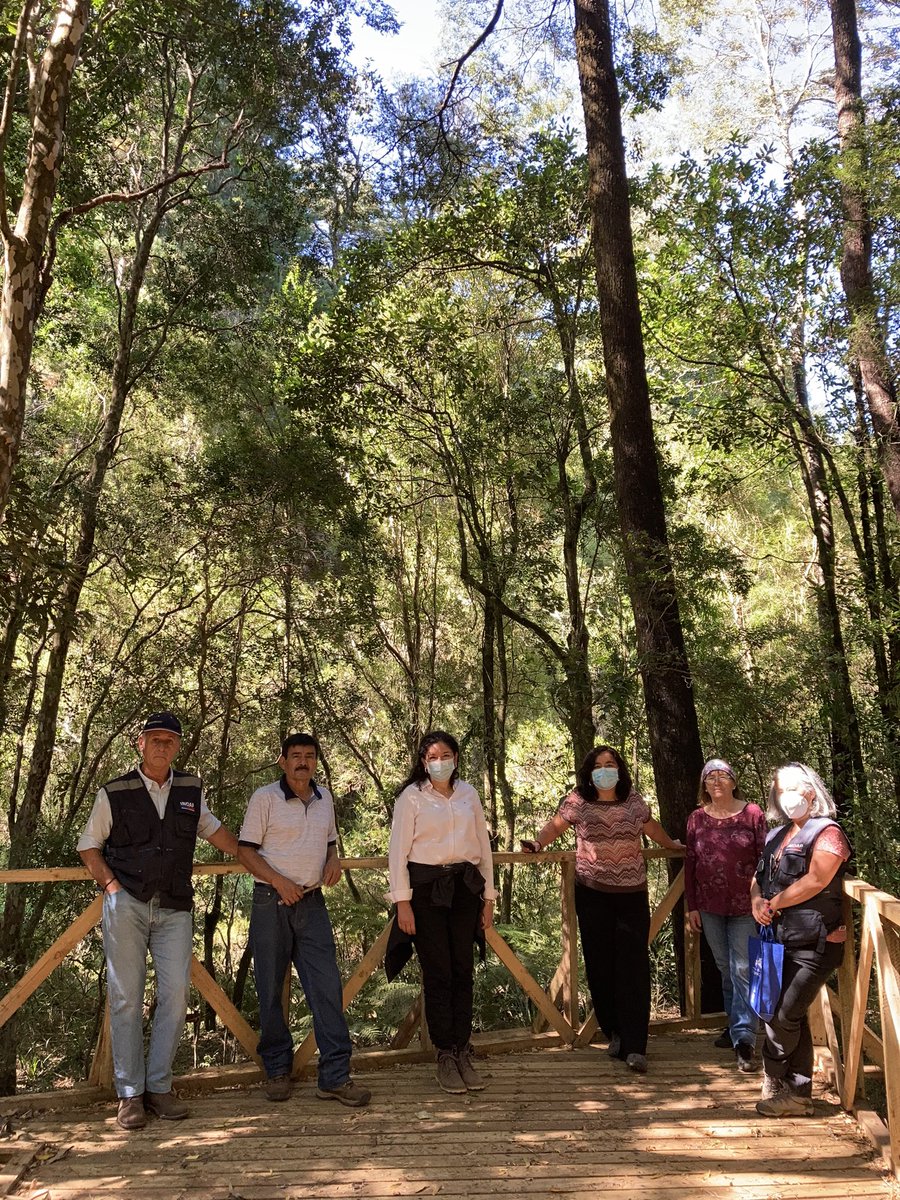 FranSilvaT's tweet photo. Don Héctor y doña Victoria, usuaria de @IndapBiobio, conservan un maravilloso bosque de Queule, especie endémica en peligro de extinción. Hoy visitamos este predio piloto del proyecto GEF Especies Amenazadas, implementado por @FAOChile https://t.co/kulUGRYTR8