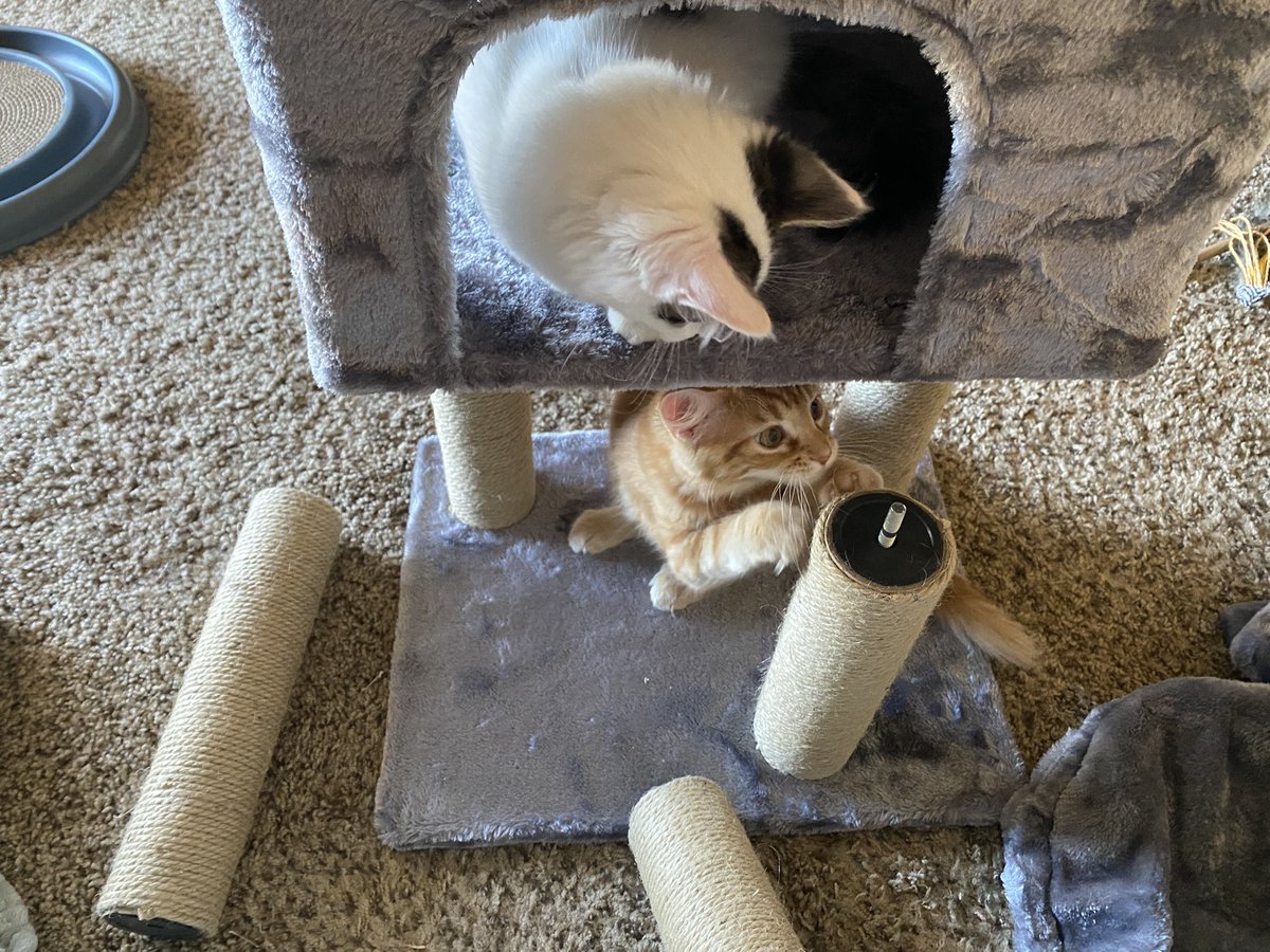 AuntieJaneN's tweet photo. Where does this thing go? https://t.co/5ML70K36ao