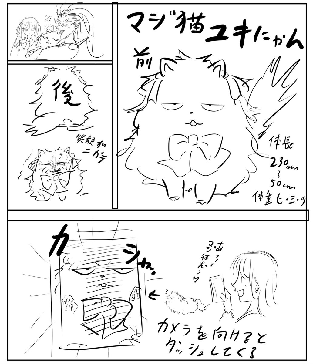 マジカルな猫。 