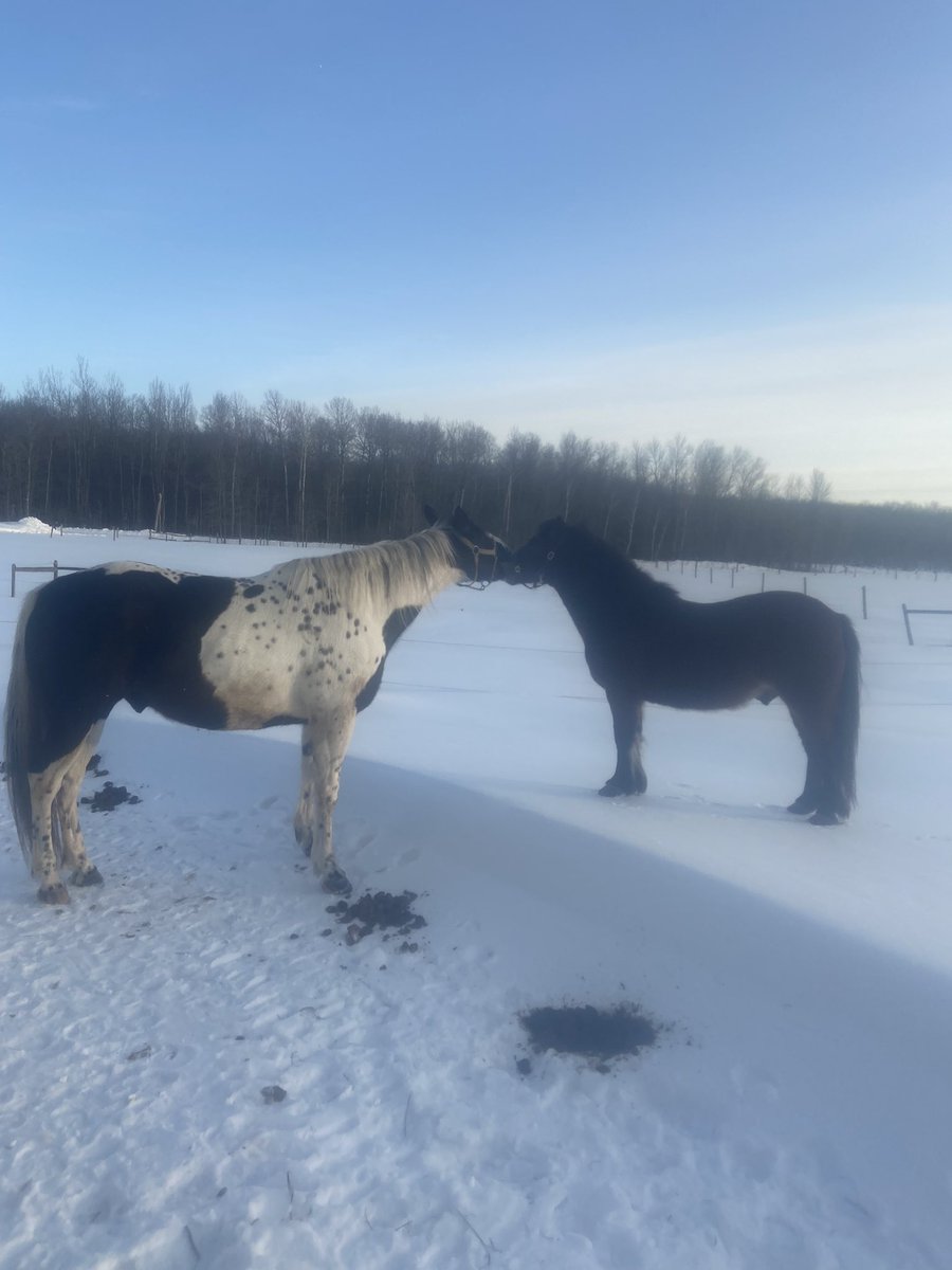 Snowbanks are useful for vertically challenged equines #randomranch