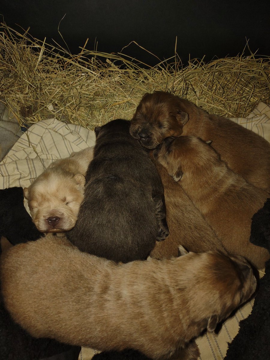 AngelicBabyRuth's tweet photo. @LoganPaul they could not replace Kong but you you like to give a good home to one of my chow chow puppies ? Pure blood. The brother is the bigger one in the other photo. Long shot but worth the try. https://t.co/uP43aqNBLN