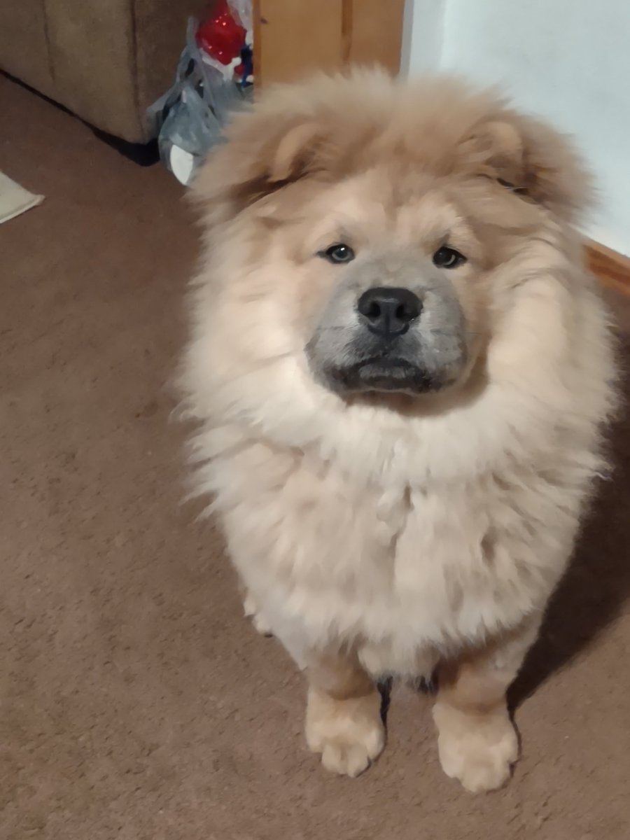 AngelicBabyRuth's tweet photo. @LoganPaul they could not replace Kong but you you like to give a good home to one of my chow chow puppies ? Pure blood. The brother is the bigger one in the other photo. Long shot but worth the try. https://t.co/uP43aqNBLN