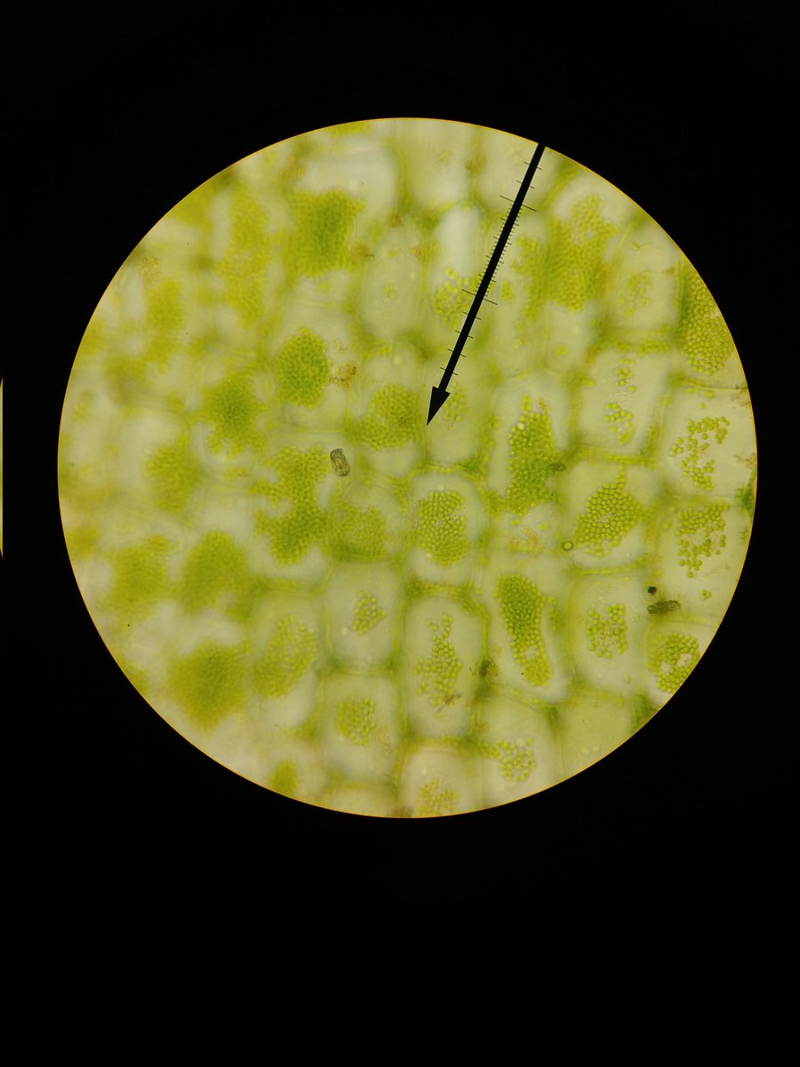 eduReknoy's tweet photo. The application of knowledge/content is critical for science and competency based learning. These 5th grade scientists are applying their skills and knowledge as they research plant cells! @BetonKerry @rvesnews @bergjaso @chris_bussmann @fleenorgeo @isd192 @KRScienceLady https://t.co/z2Y0LPDe55