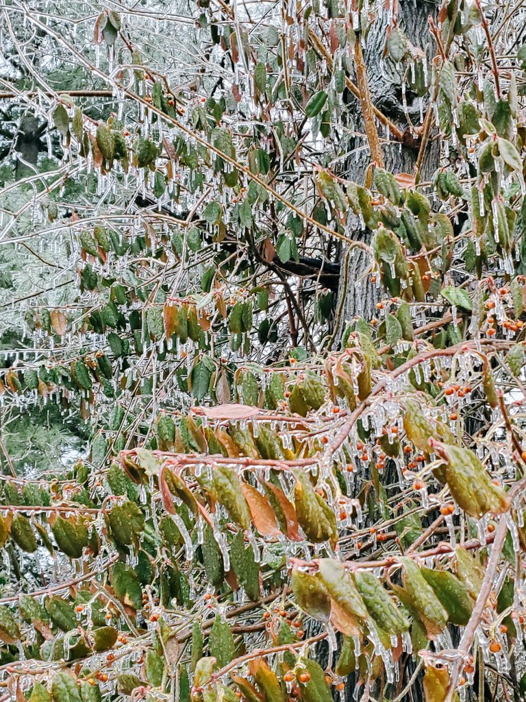 Gm! This morning my part of the forest shimmers with a layer of ice. Enjoying the beauty of it while looking ahead to warmer days 🥶
#edenhorde #edenhorder #babbumatta #edenhordefollowtrain