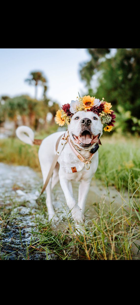 S A I N T P A I S L E Y tweet media