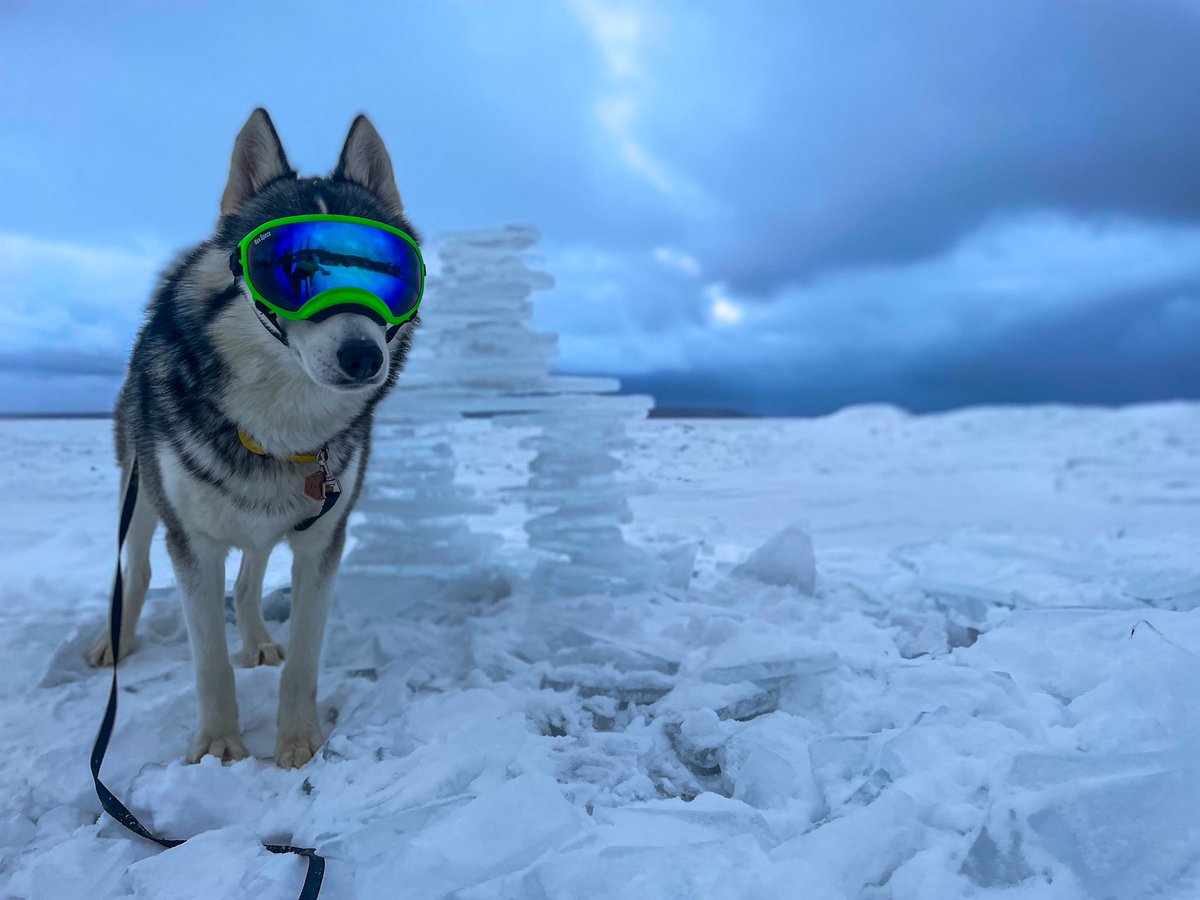 go.shilo tweet media