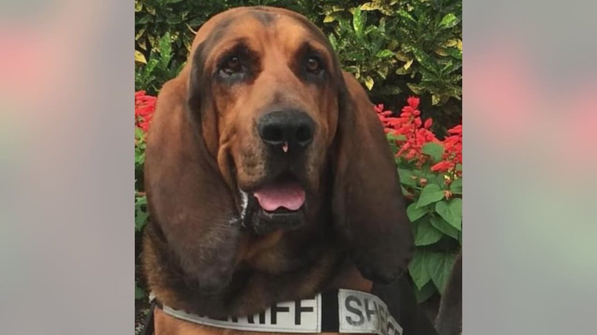 Florida Sheriffs Association tweet media