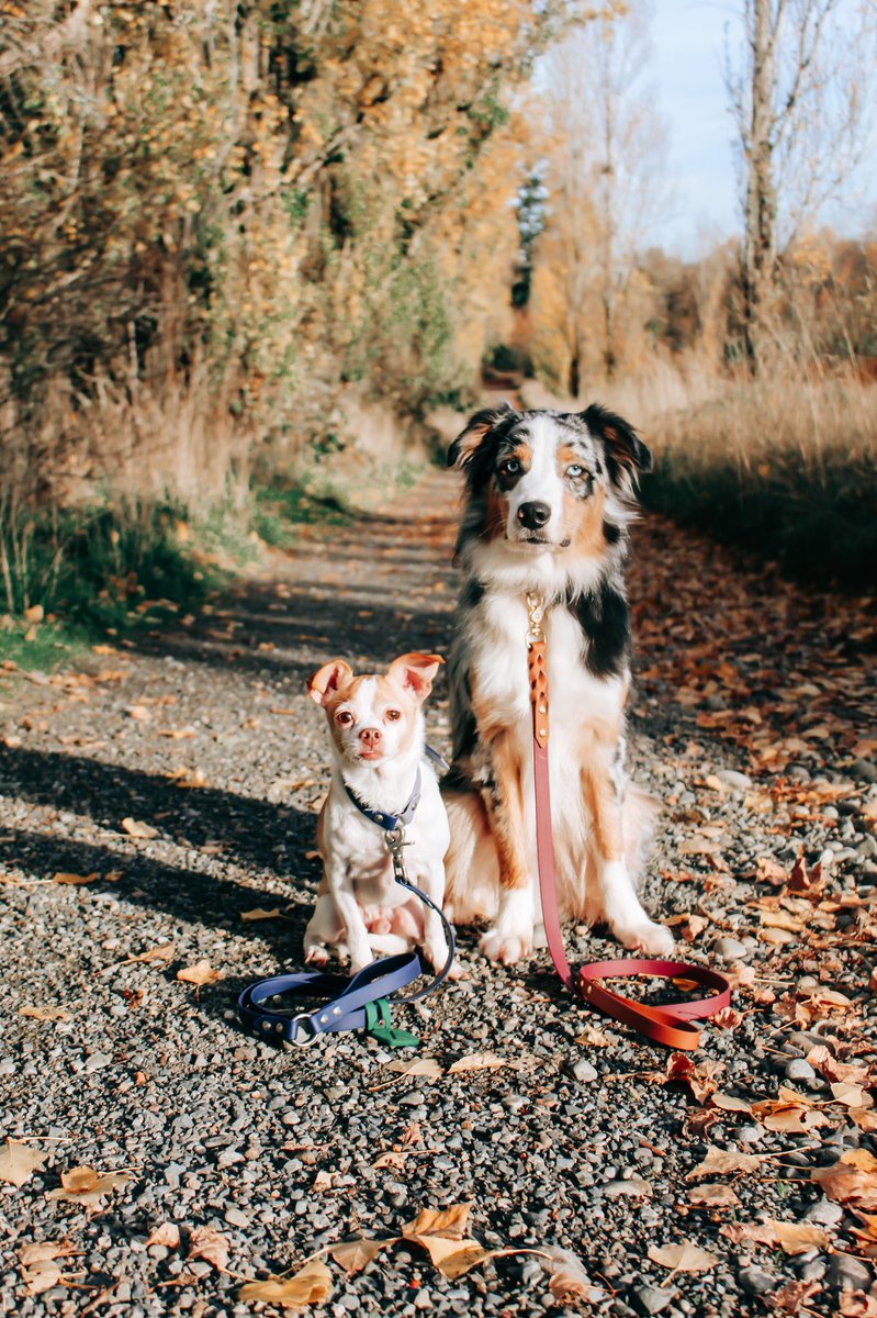 THE BIOTHANE QUEEN HAS ARRIVED!

Please welcome her with all the love as she deserves.

•Canada Based
•Unique &amp; Creative AF
•Can make literally any crazy custom idea you have come to life
•The sweetest soul on this planet
❤️❤️❤️
#twitterdogcommunity #dogsoftwitter #DogTwitter