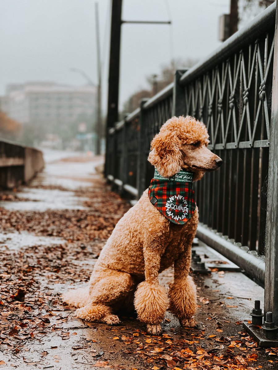 Ok I’ll bite, let’s join the #twitterdogcommunity