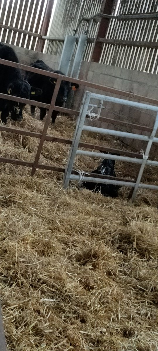 SmallScottish's tweet image. It's my birthday and just seeing some cows at a barn, famer pops up from in the heard of babies and mums. Asks if I want to come in and see a cow being born, such a great experience. And we have the same birthday 😄
(I stayed back to give them room)