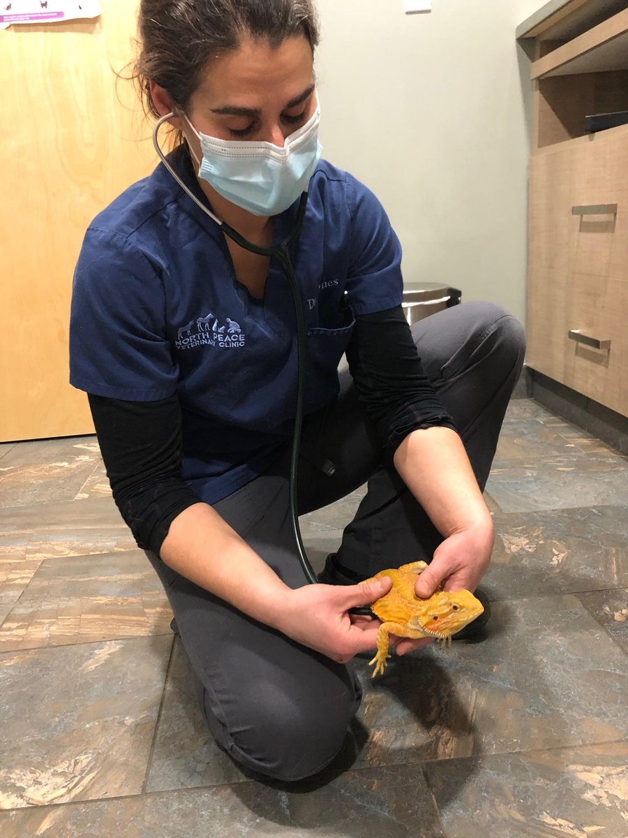 NorthPeaceVet's tweet photo. 'Mushu' the 1-year-old #BeardedDragon was in recently for an exam, and tail amputation #surgery with Dr. Jones to remove the necrotic end of his tail. 💙🦎 #ExoticsMedicine #YXJ #FortStJohn #NorthPeace #VetMed https://t.co/OEM8jxoASL