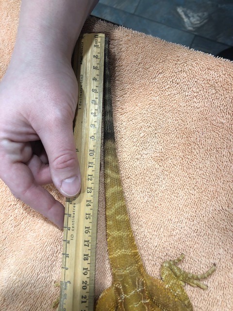 NorthPeaceVet's tweet photo. 'Mushu' the 1-year-old #BeardedDragon was in recently for an exam, and tail amputation #surgery with Dr. Jones to remove the necrotic end of his tail. 💙🦎 #ExoticsMedicine #YXJ #FortStJohn #NorthPeace #VetMed https://t.co/OEM8jxoASL