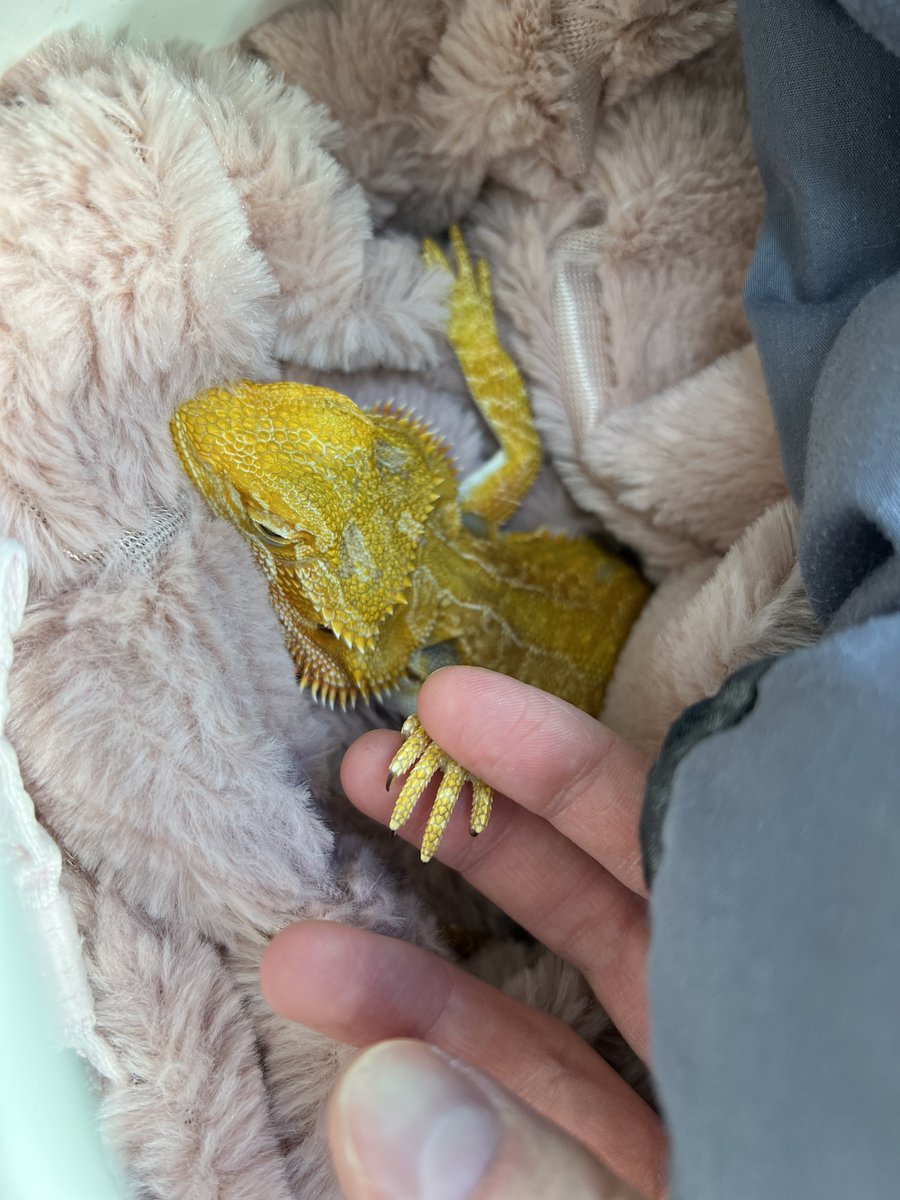 NorthPeaceVet's tweet photo. 'Mushu' the 1-year-old #BeardedDragon was in recently for an exam, and tail amputation #surgery with Dr. Jones to remove the necrotic end of his tail. 💙🦎 #ExoticsMedicine #YXJ #FortStJohn #NorthPeace #VetMed https://t.co/OEM8jxoASL