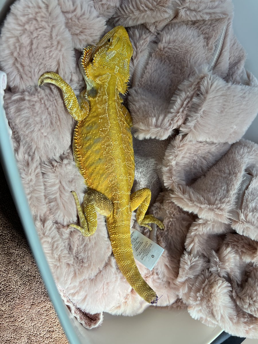 NorthPeaceVet's tweet photo. 'Mushu' the 1-year-old #BeardedDragon was in recently for an exam, and tail amputation #surgery with Dr. Jones to remove the necrotic end of his tail. 💙🦎 #ExoticsMedicine #YXJ #FortStJohn #NorthPeace #VetMed https://t.co/OEM8jxoASL