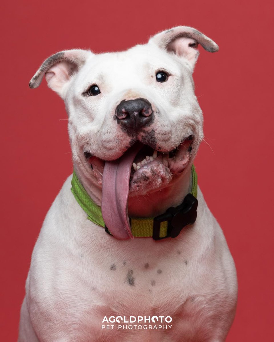 Don’t judge a shelter pet by their photo!📷Often times when an animal initially arrives at the Intake center of the Humane Society of Tampa Bay it's scared. Thank you <a href="/A_GoldPhoto/">Adam (AGoldPhoto)</a> for capturing these photos with the red background after a little TLC. Both are up for adoption! 😍