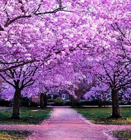 Сакура цветет. Сакура черри блоссом дерево. Цветы вишни. Spring cherry blossom. Сакура яблоня.