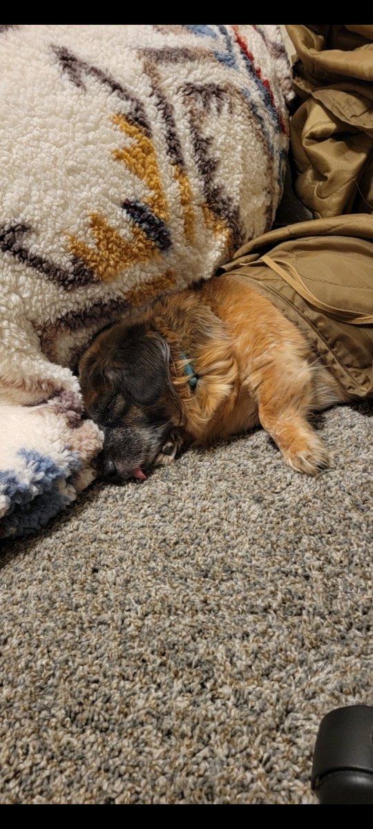 oneleggedronin's tweet photo. Look at this sleepy girl. #dogsoftwitter #dogdad https://t.co/mjsHDFAqsC