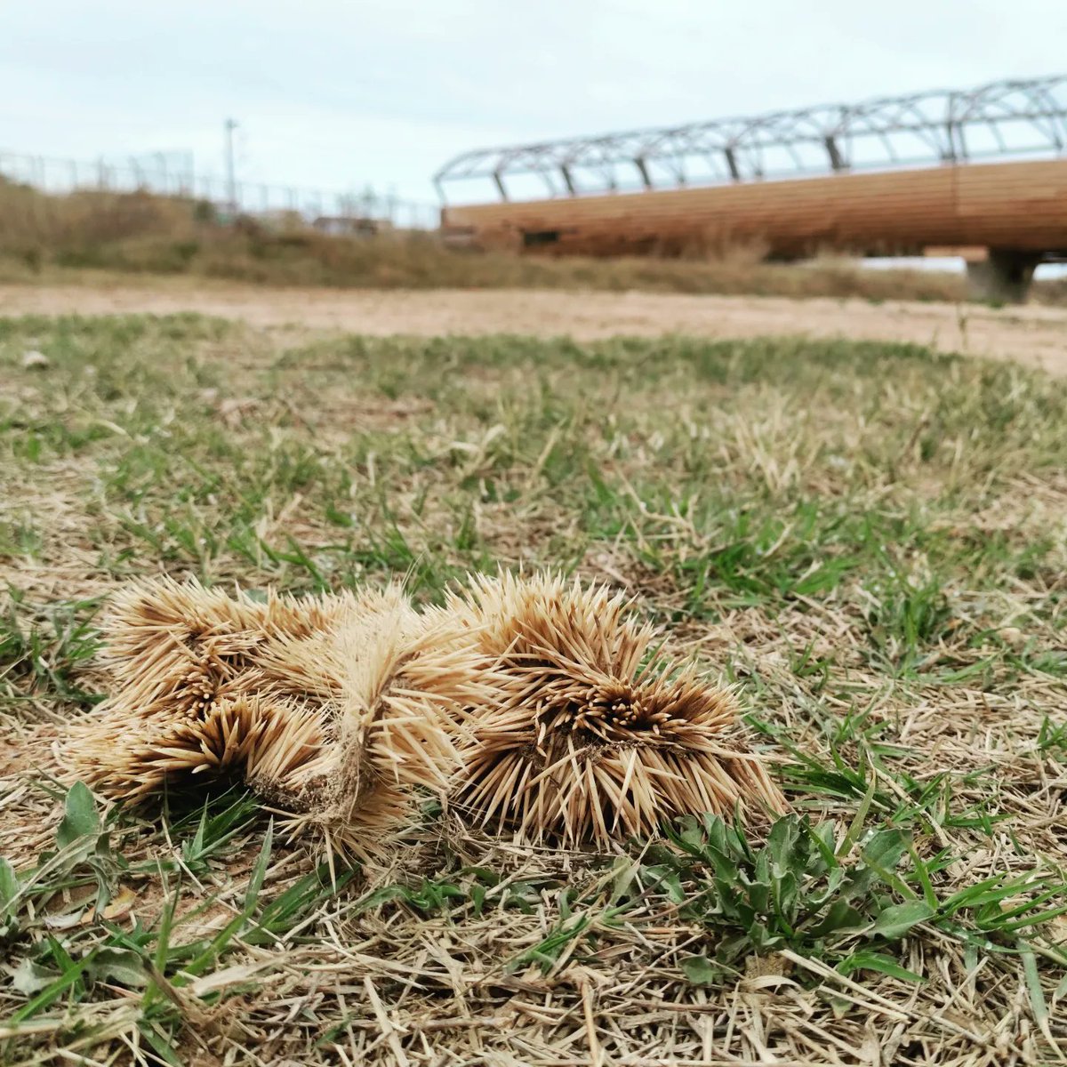 essconsulting's tweet photo. Aquí tenemos un claro ejemplo de la importancia de la #biodiversidadurbana , se trata de un registro correspondiente a un erizo europeo (Erinaceus europaeus)🦔. https://t.co/71mAzlZLjc