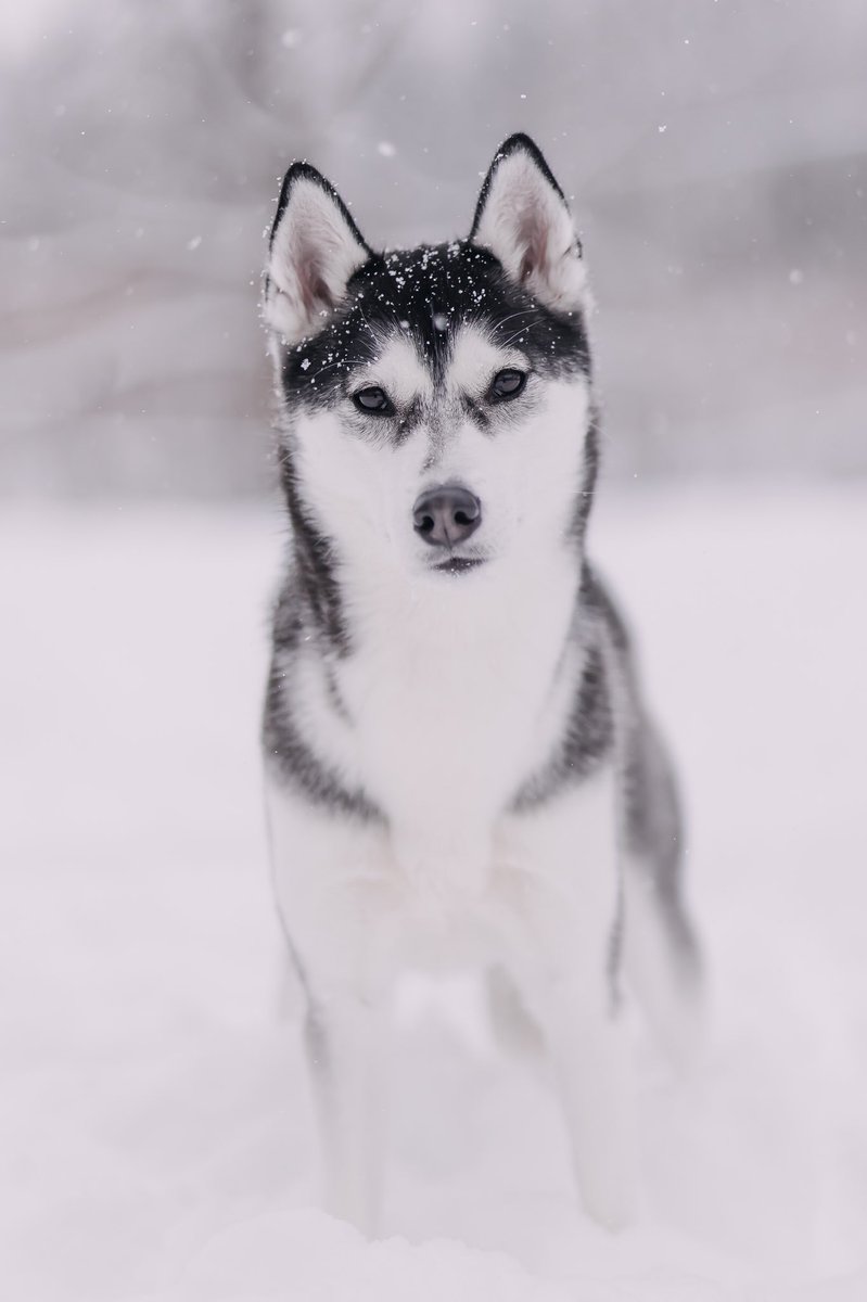 Can we all just take a moment to appreciate the actual FULL PHOTO &amp; not the horrific Instagram crop? I mean, come onnnn. 🤩 #dogsoftwitter #twitterdogcommunity