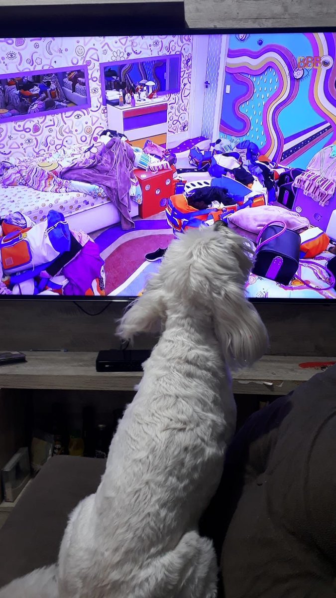 eslomarques's tweet photo. O cachorrinho de Eslô, quando escuta a voz dela 🥺🤏🏻 #BBB22 #TimeEslô 🇸🇮 https://t.co/7Vp8Jz7Tpc