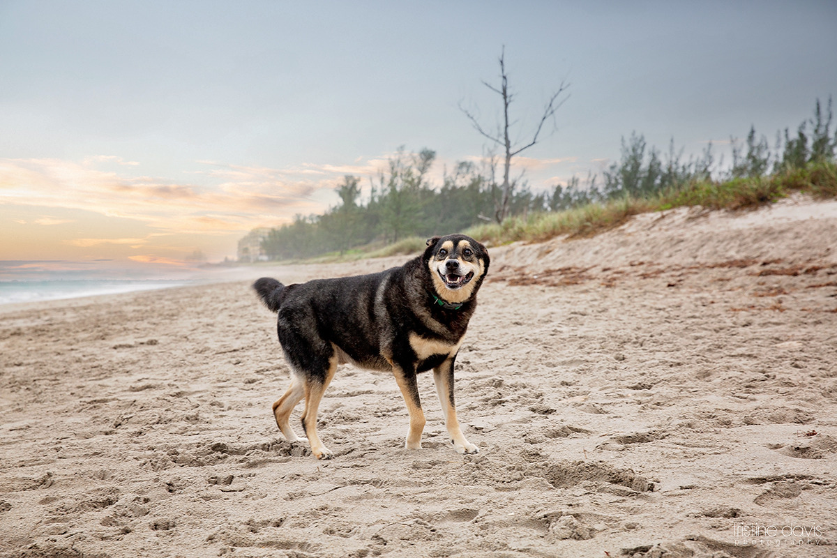 What do you think? Can dogs smile? I'll let this picture speak for itself. #PetPhotography #DogBeaches #ExploreFlorida #FloridaPhotographer #TreasureCoast

Book your #DogPhotography here >> linktr.ee/tristinedavisp…