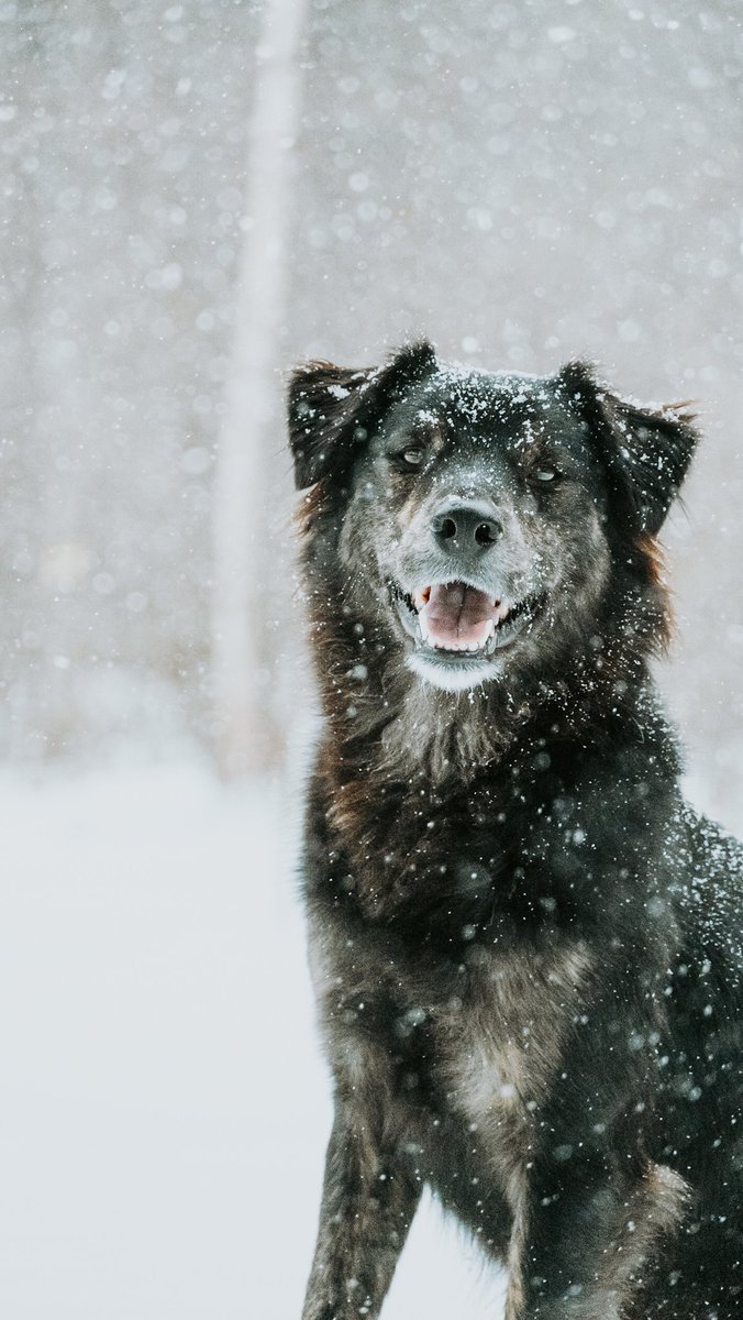 beastsinthenortheast tweet media