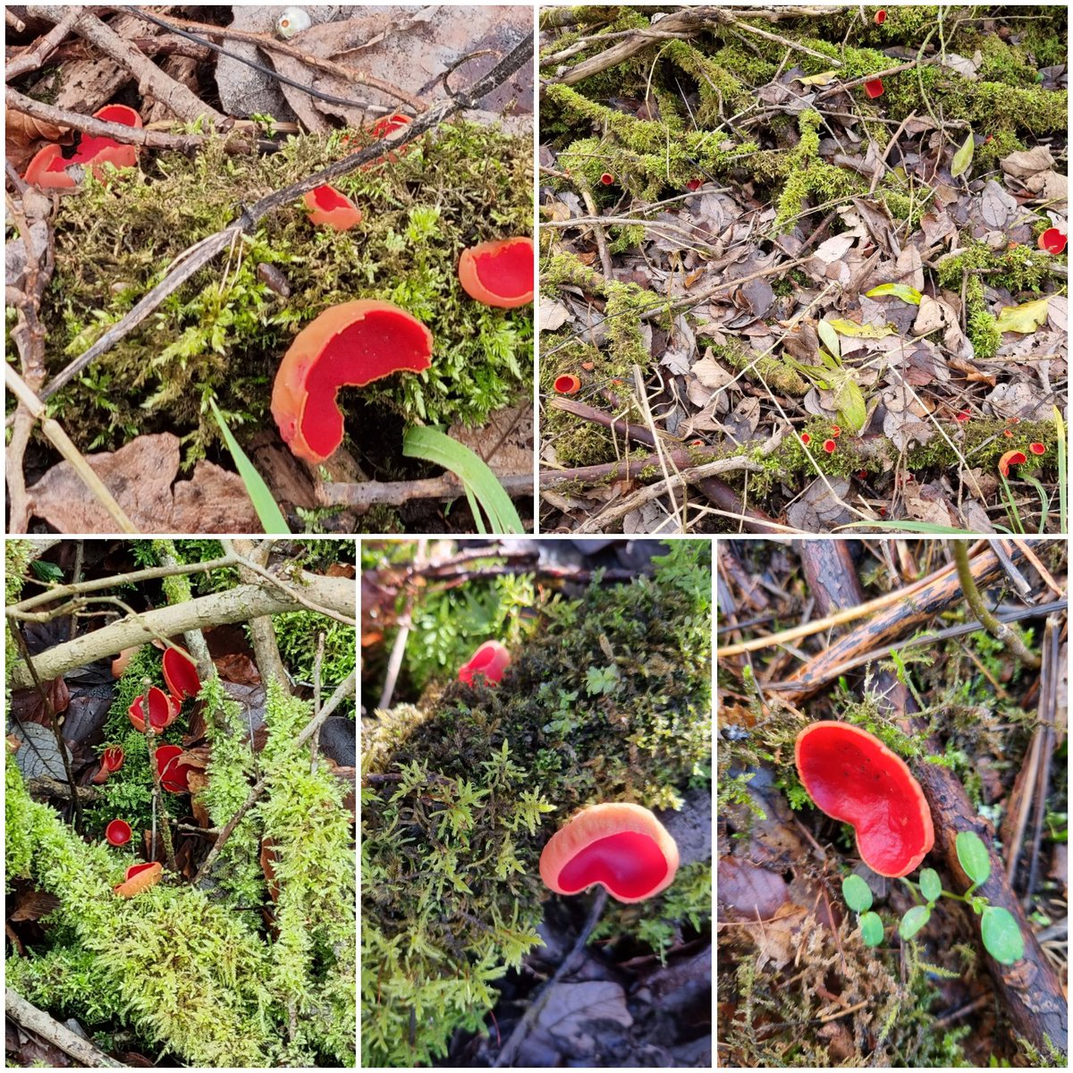 GillianFoxcroft's tweet photo. Scarlet elfcups are ascomycetes....meaning they shoot their spores into the air..try blowing on them to see this in action, and listen carefully for a puffing sound!
#FungiFriday #CheeDale https://t.co/5Xa5SlexUE