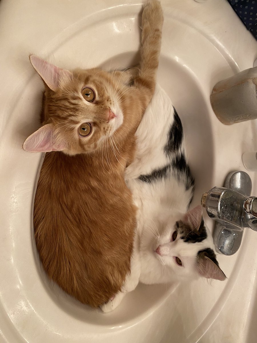 AuntieJaneN's tweet photo. Ferguson and Alexander getting into comfort https://t.co/JlbEJBAq1q