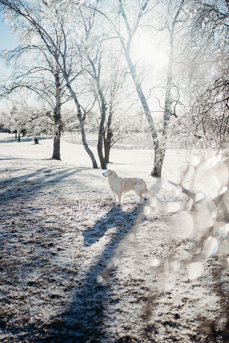 Forever #dogsoftwitter #peace #prayersForUkraine