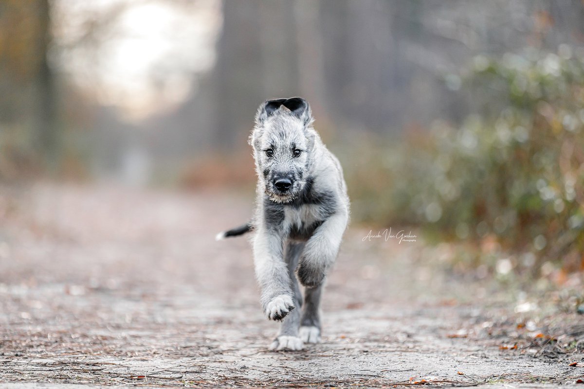 Me running away from Instagram's bad quality photos 💨

#dogsoftwitter #puppy #twitterdogcommunity #photography #dog