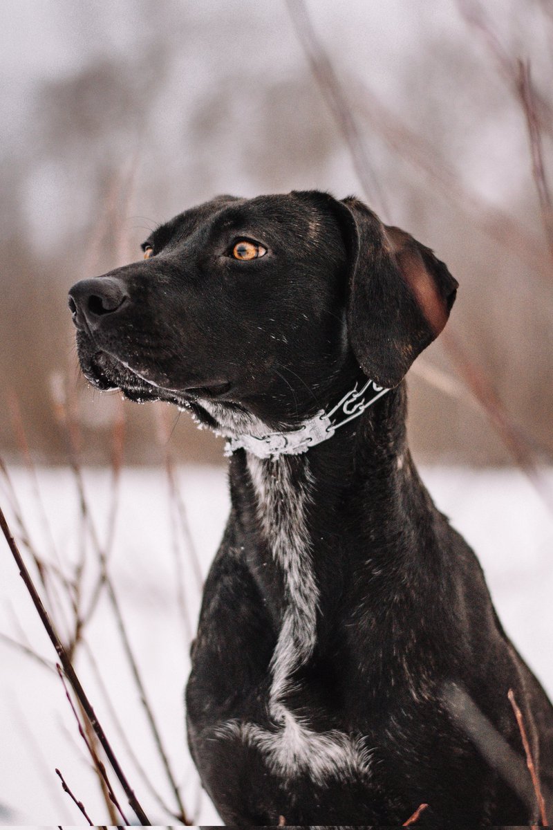 I've somehow gotten more followers in the last what? 10 hours? Than I've gotten in the last 3 months on Instagram. Crazy. I love it here already!
.
.
.
#twitterdogcommunity #dogsoftwitter #twitterdogs