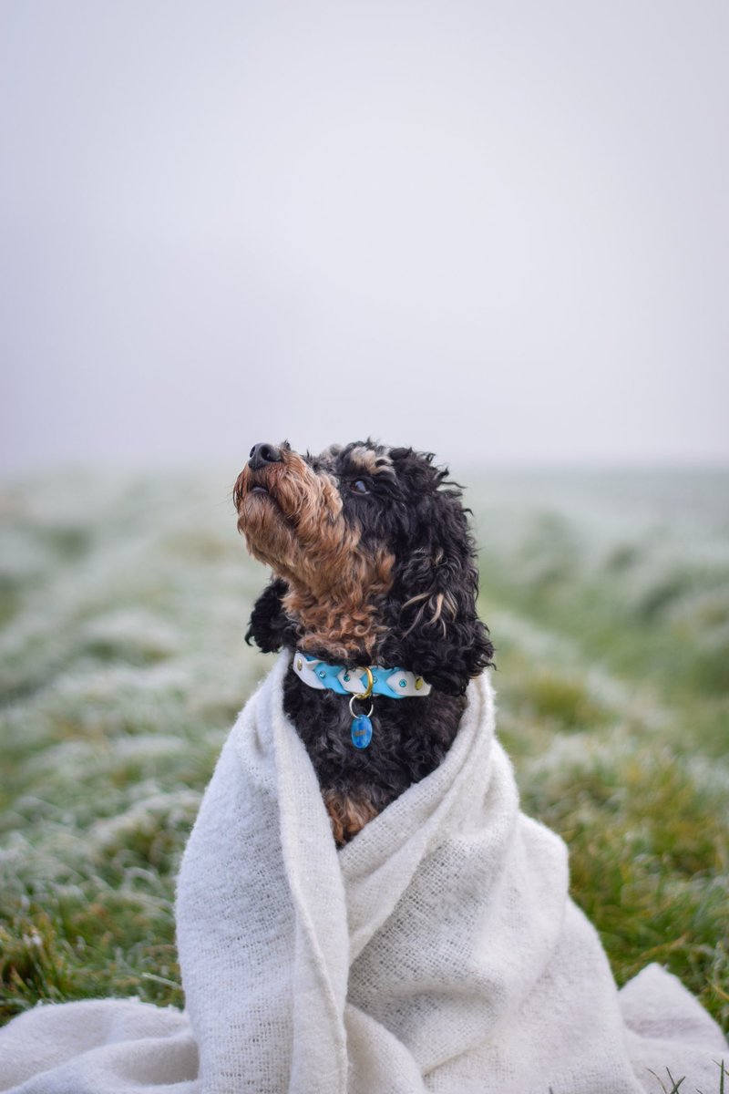 Hopped on here from Instagram ☺️
#dogsoftwitter #dogphotography #miniaturepoodle #poodle