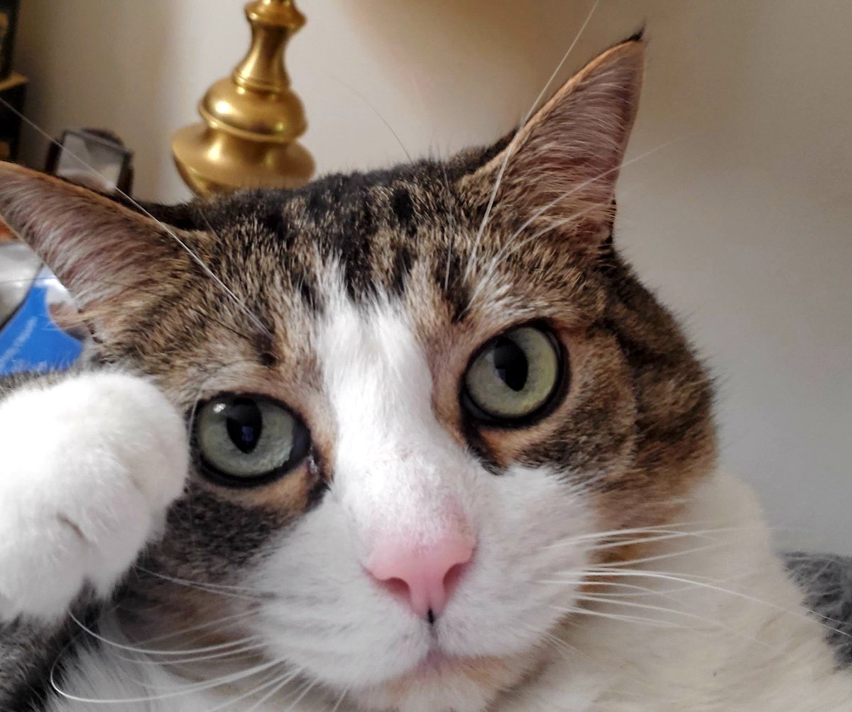 Redafaye's tweet photo. @PickliciousF Hi Pickle, my name is Booty,  but my mom calls me Bootybaby. https://t.co/SY5y7bZ5ft