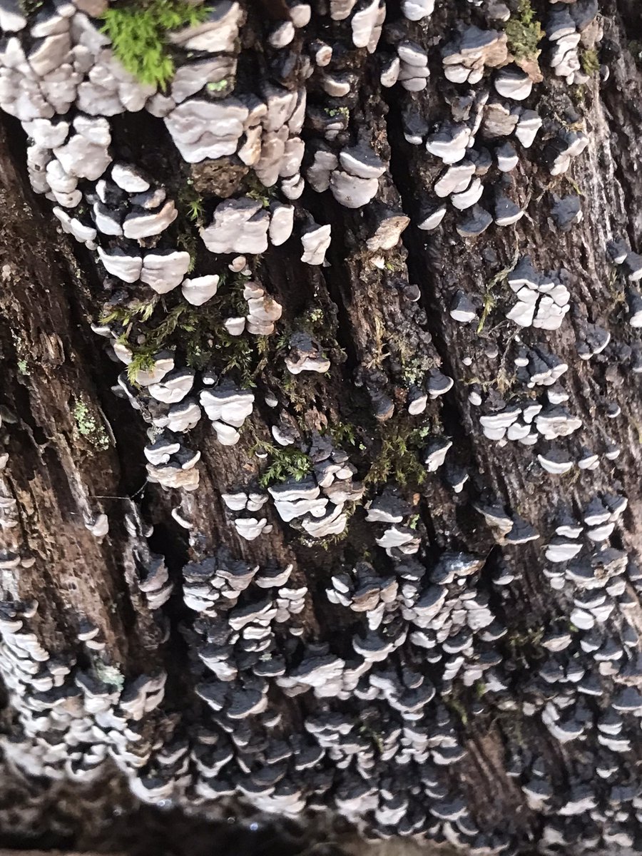 boletebill's tweet photo. Xylobolus frustulatus forms caps sometimes confusing mushroom hunters who have never seen this form. Ceramic Parchment Fungus on oak#ecology #fungi #boletebill https://t.co/I8HcXCxx2w
