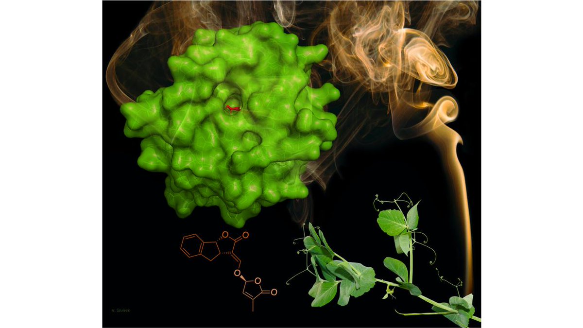 Houses have smoke detectors, but did you know that plants can too? Some plants have a protein that detects a chemical in smoke. Researchers <a href="/ucdavis/">UC Davis</a> used <a href="/advlightsource/">AdvancedLightSource</a> to investigate these proteins in peas and found that they help detect growth hormones: ucdavis.edu/news/plant-smo…