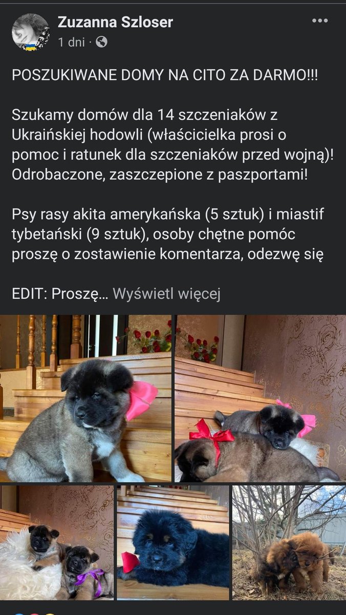 1Meeii6's tweet photo. Pieski z Ukrainy pilnie szukają domu!
Akt ogłoszenia:. Jest prośba o WYPIELNIANIE ANKIETY ADOPCYJNEJ! #wojna https://t.co/wJDhJKcmzN