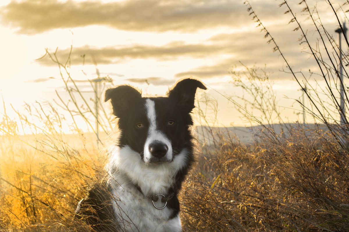 CaniX Sugar tweet media