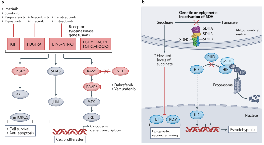 NatRevClinOncol's tweet photo. In a Review now live online, @LRberyllium, @HKhosroyani, Jason D. Kent &amp; Michael Heinrich from the @GistLab at @OHSUKnight discuss 'New treatment strategies for advanced-stage gastrointestinal stromal tumours: https://t.co/pJ0cMuvUMG #scmsm #stcsm #esocsm #CRCSM https://t.co/lMtjkAcJUZ