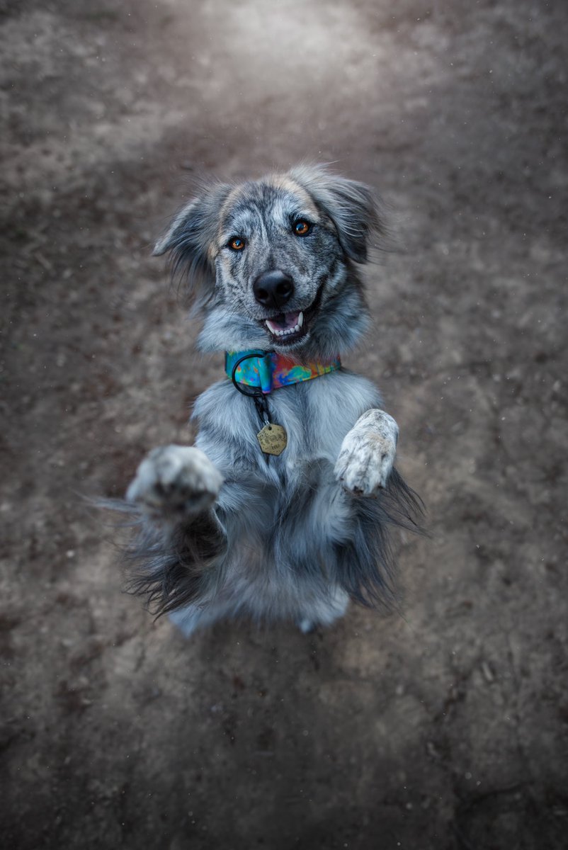 Dog on the Moon Collars tweet media