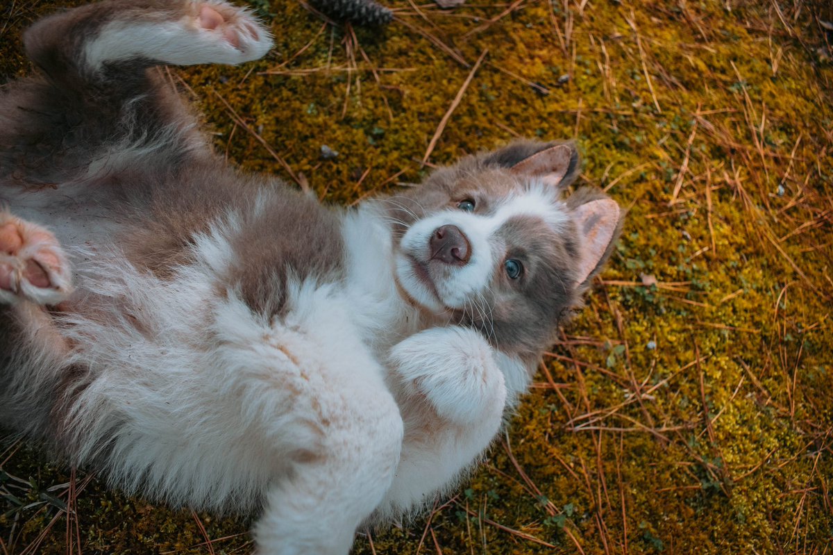 ✨Justine✨ tweet media