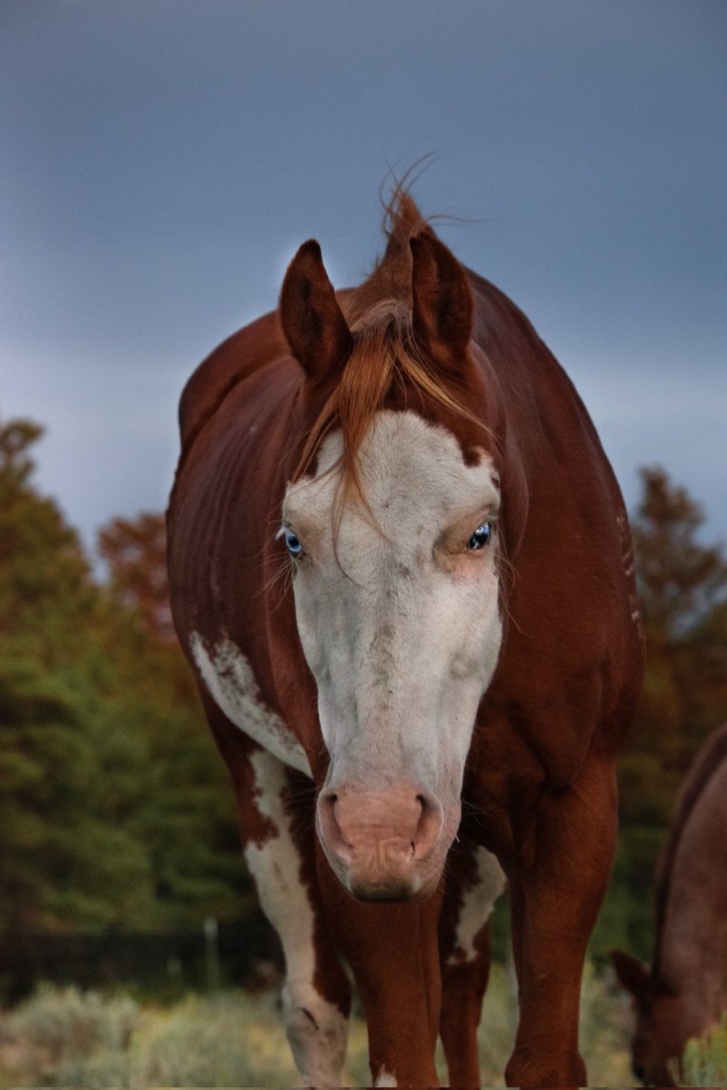 Any horse lovers on here? 👀

These two are my amazing horses! Zora is my 6 year old red roan mare. While Chico is my old guy, he is roughly in his early 20's. 

If you have any horses tell me about them or share a photo of them please 😆
#horse #instagram