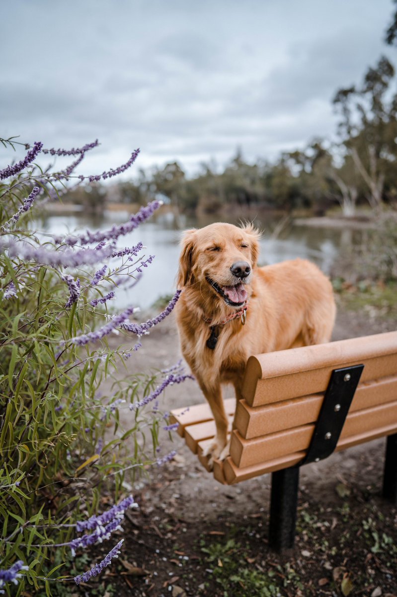 My face when I opened the Twitter app this morning. I love our community already 🥰

#twitterdogcommunity #dogsoftwitter