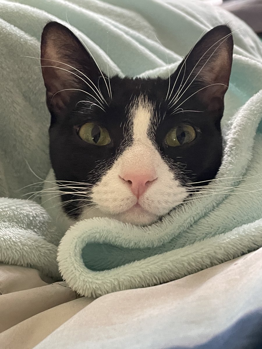 I don't do ice storms.
#cats #catsofinstagram #CatsOfTwitter #pets #ice #cold #bekindalways #sophnbeanpetcare
