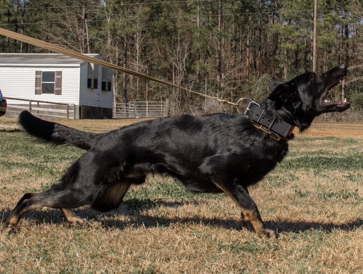 Anyone like working dogs here?🤔 #twitterdogcommunity #dogs