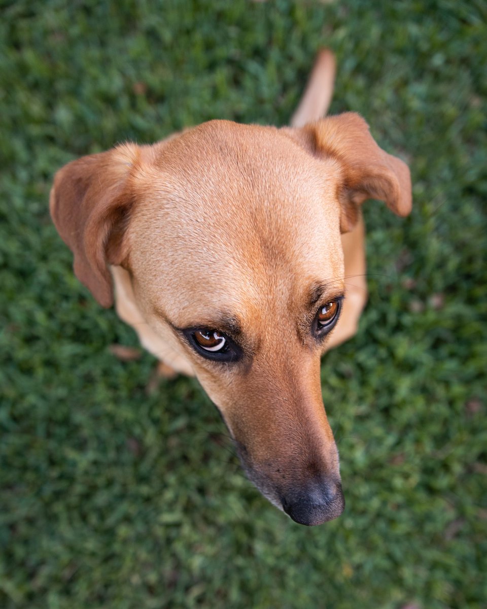 My face when I realize this might be the new photo sharing platform #twitterdogcommunity