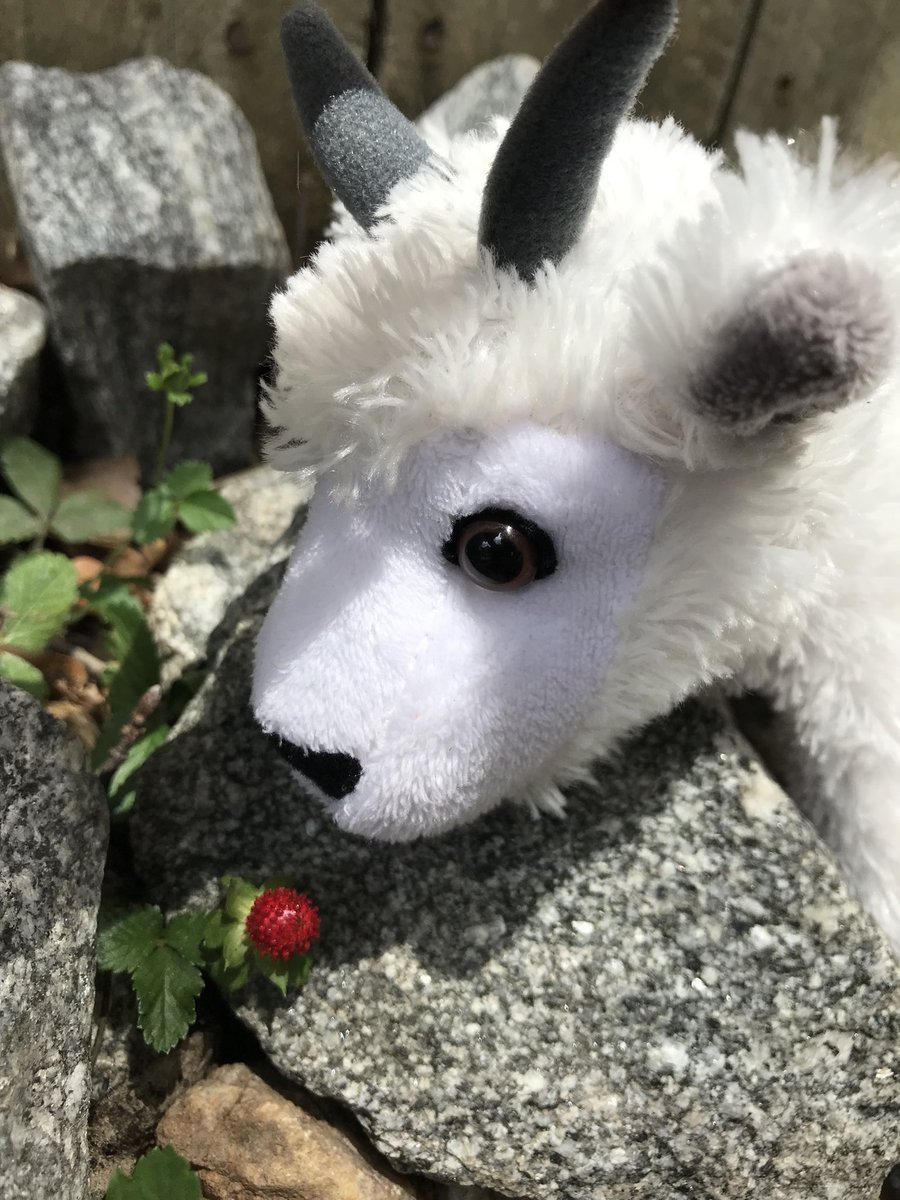 GeneratorRoom's tweet photo. Wanted to make a promo! 
I'm (Zep)popple and I'm working on making a plush rescue. In the meantime I'm refurbishing rescued plushies I find and clearing out some space for this idea! I'm also an traditional cel artist and you can find my stuff over here @WormBagged https://t.co/nLSnjXjjud