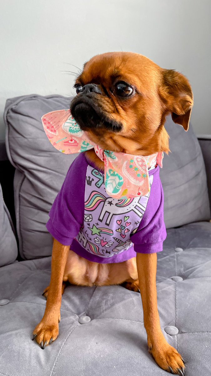 Hi #twitterdogcommunity ! We just arrived here, can’t wait to make some new friends 😊