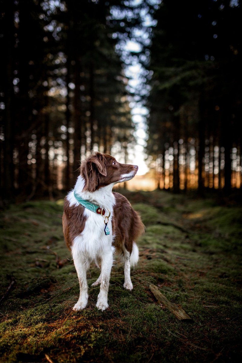 Had to join the Twitter team 👀

#twitterdogcommunity #keeladventures