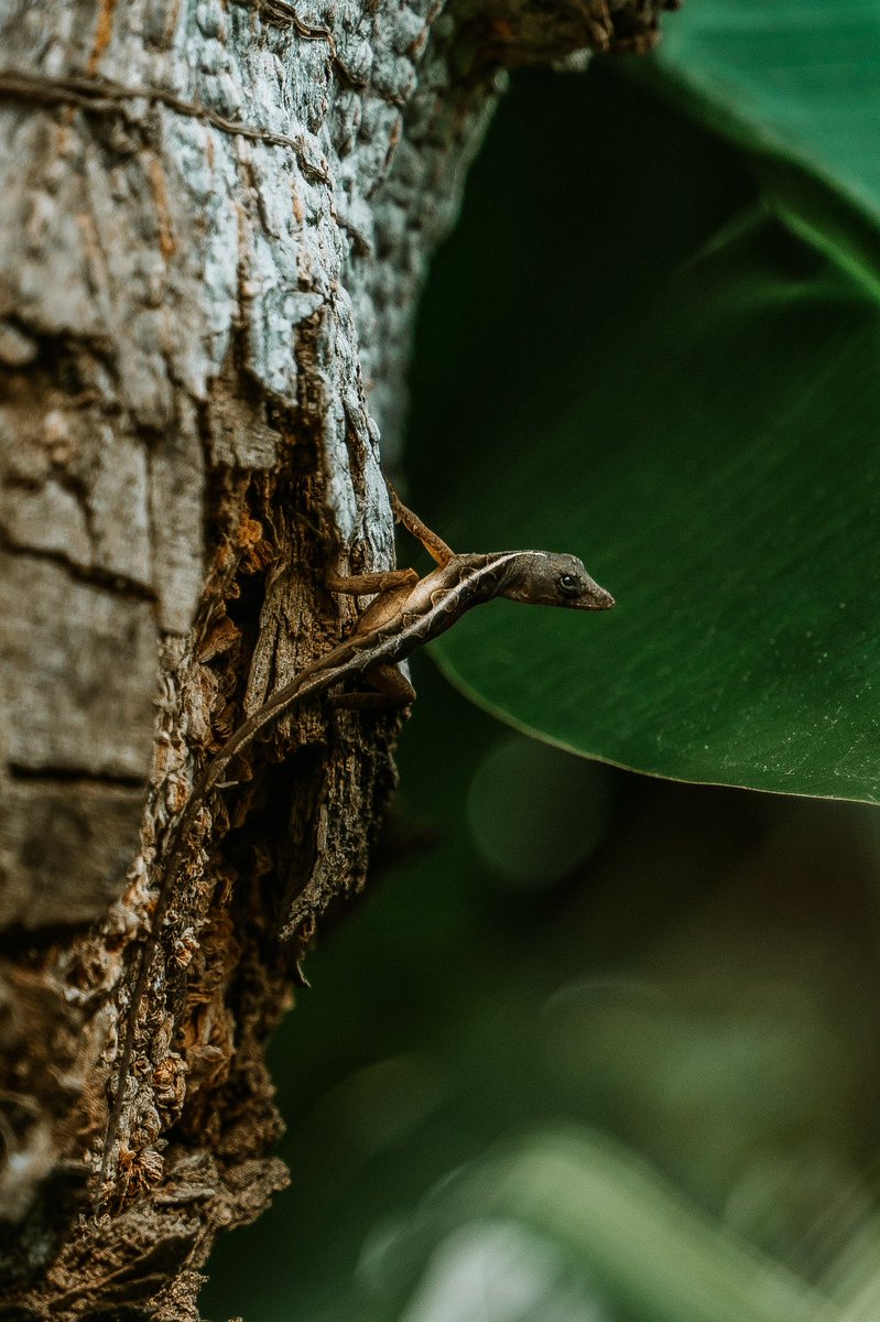I always get so happy when I see wildlife doing its thing! Looking at this cutie waiting patiently for a pray which he got in the end!